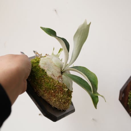 【2026.3/30〜】板付ビカクシダ　P. veitchii 'Auburn river' sporeling