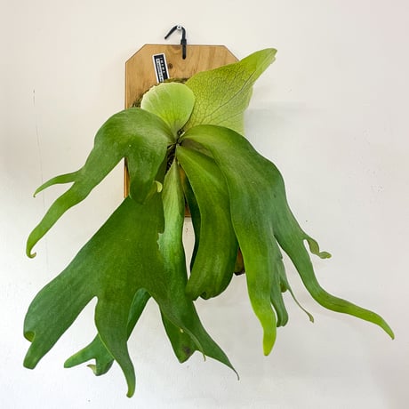 CATEGORY Platycerium (ビカクシダ/特集) | IMAMA CATEGORY Platycerium (ビカクシダ/特集) | IMAMA