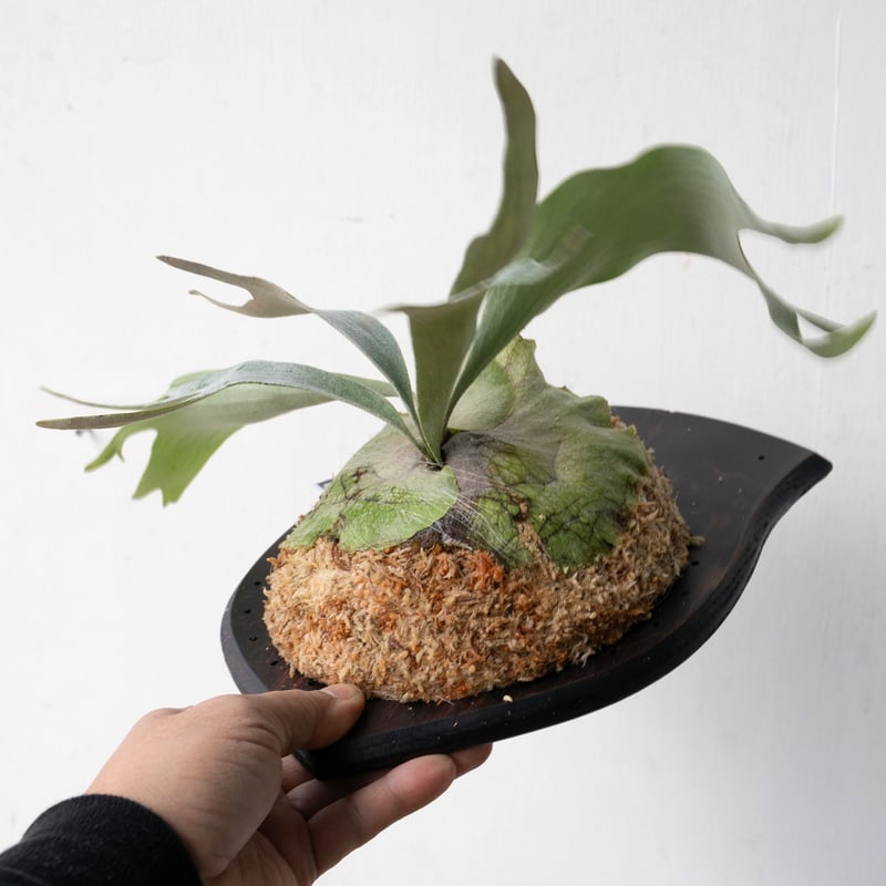 ビカクシダ P.Meteor Shower PUP 2025.11/4〜】板付ビカクシダ P. Meteor shower（pup） | IMAMA