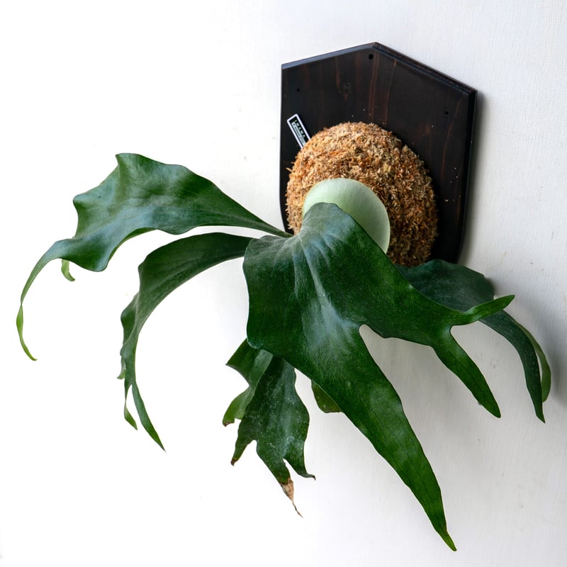 2025.11/4〜】板付ビカクシダ P. Trident（P. Mt.lewis × P