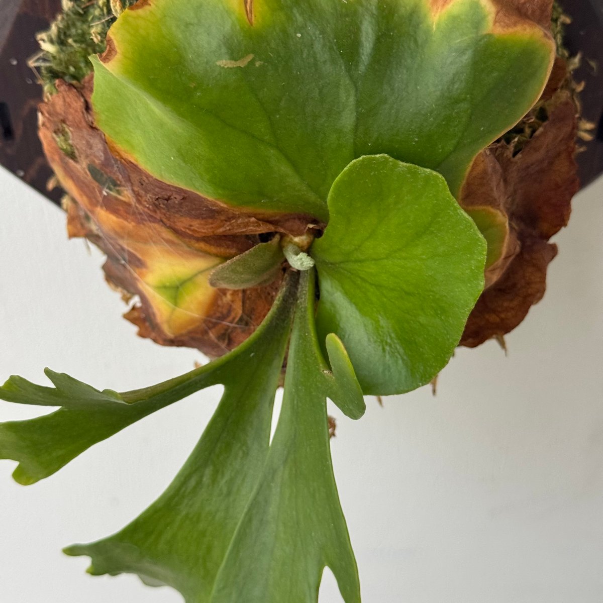 ビカクシダ P.Kitshakood small leaf ビカクシダ キッチャクード細葉(by ヌクル) 「Platycerium