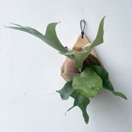 CATEGORY Platycerium（ビカクシダ/品種別） | IMAMA