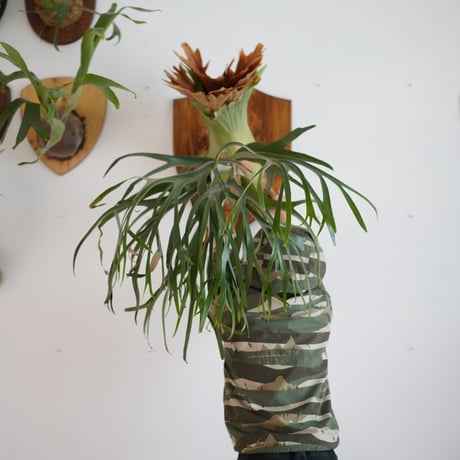 コウモリラン | STORES