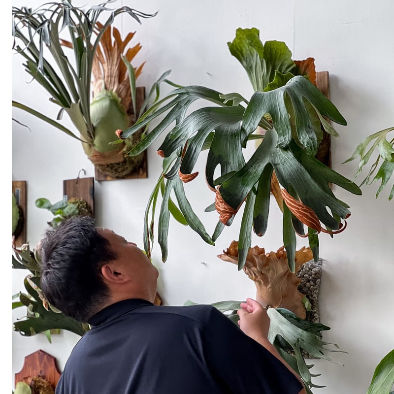 2025.8/2〜】板付ビカクシダ P. Tornado | IMAMA