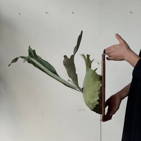 【2026.5/10〜】板付ビカクシダ　P. veitchii × P. bifurcatum