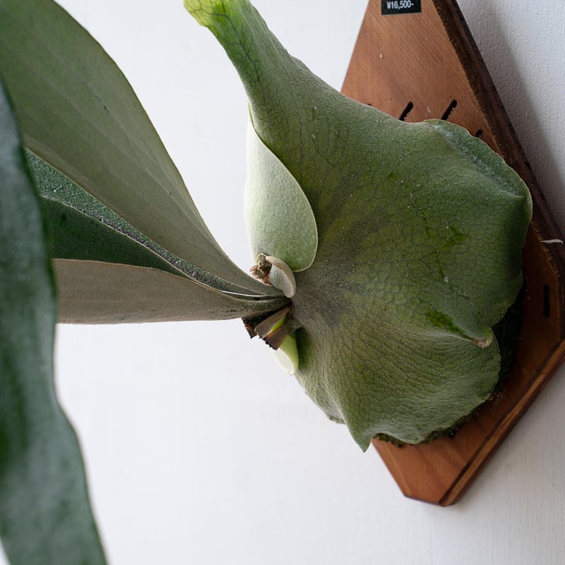 2025.11/12〜】板付ビカクシダ P. Omo 'White Lover'' (TC