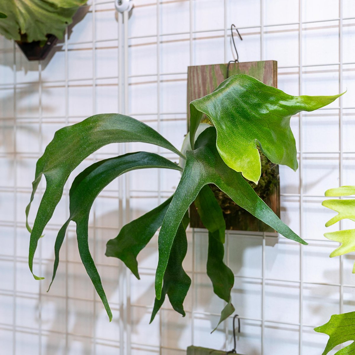 ビカクシダ P 2025.7/15〜】コルク付ビカクシダ P wandae dwarf（TC） | IMAMA