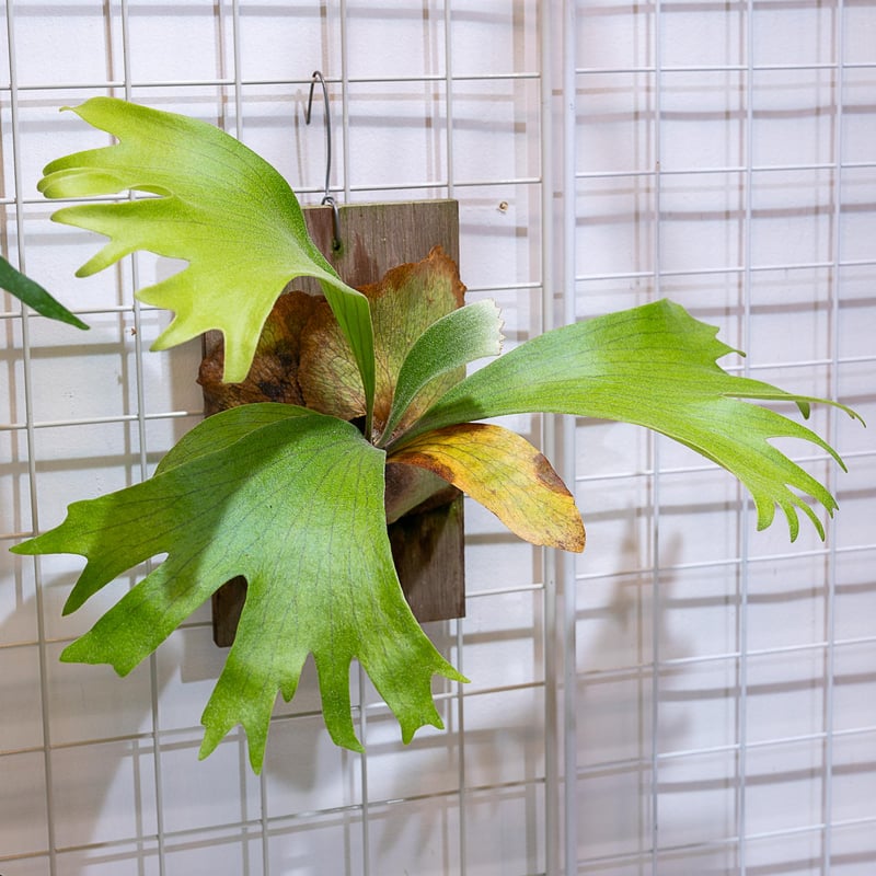 2025.7/6〜】板付ビカクシダ P. bifurcatum × P. coronari