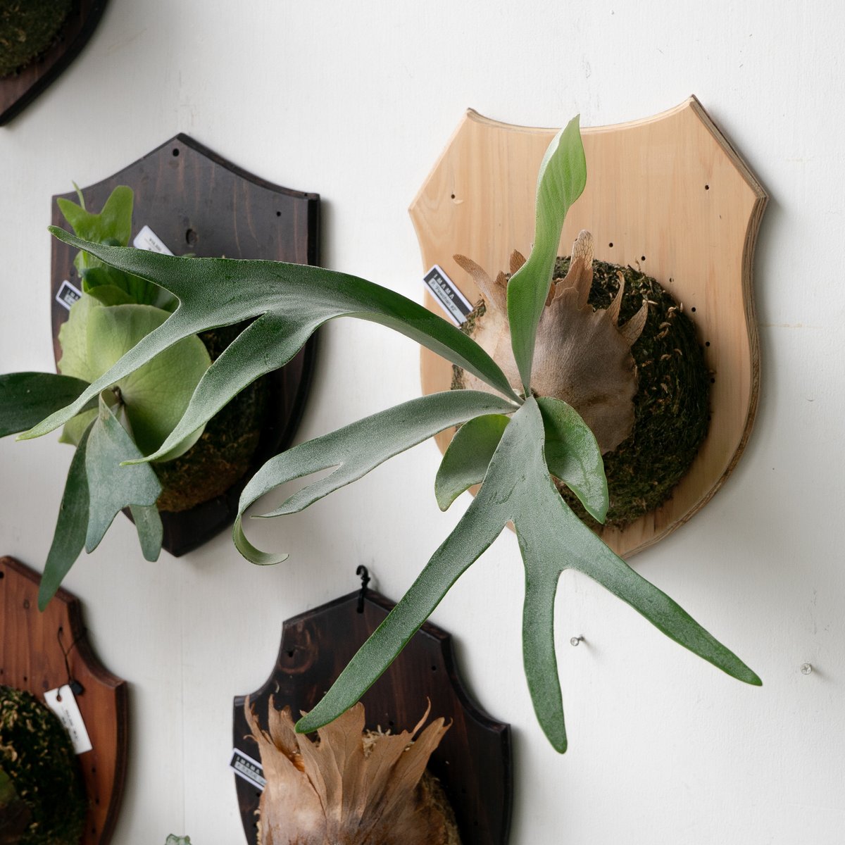 2025.9/29〜】板付ビカクシダ P. 'Pewchan#2' | IMAMA