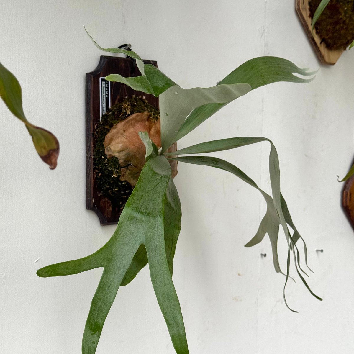 2025.5/12〜】板付ビカクシダ P. Sansai beauty | IMAMA