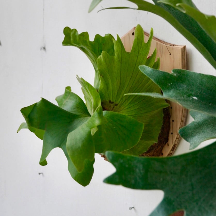 2024.9/24〜】板付ビカクシダ P. surinarium (P. coronariu 