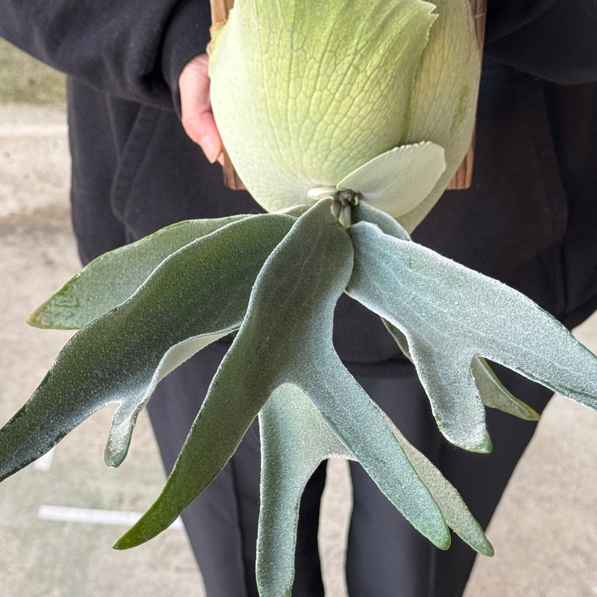 2026.5/5〜】板付ビカクシダ P. veitchii 'Suddan' sporeli