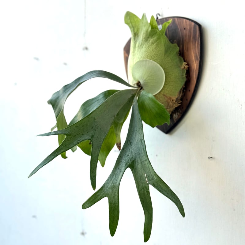 板付ビカクシダ P. Titan woot#13 | IMAMA