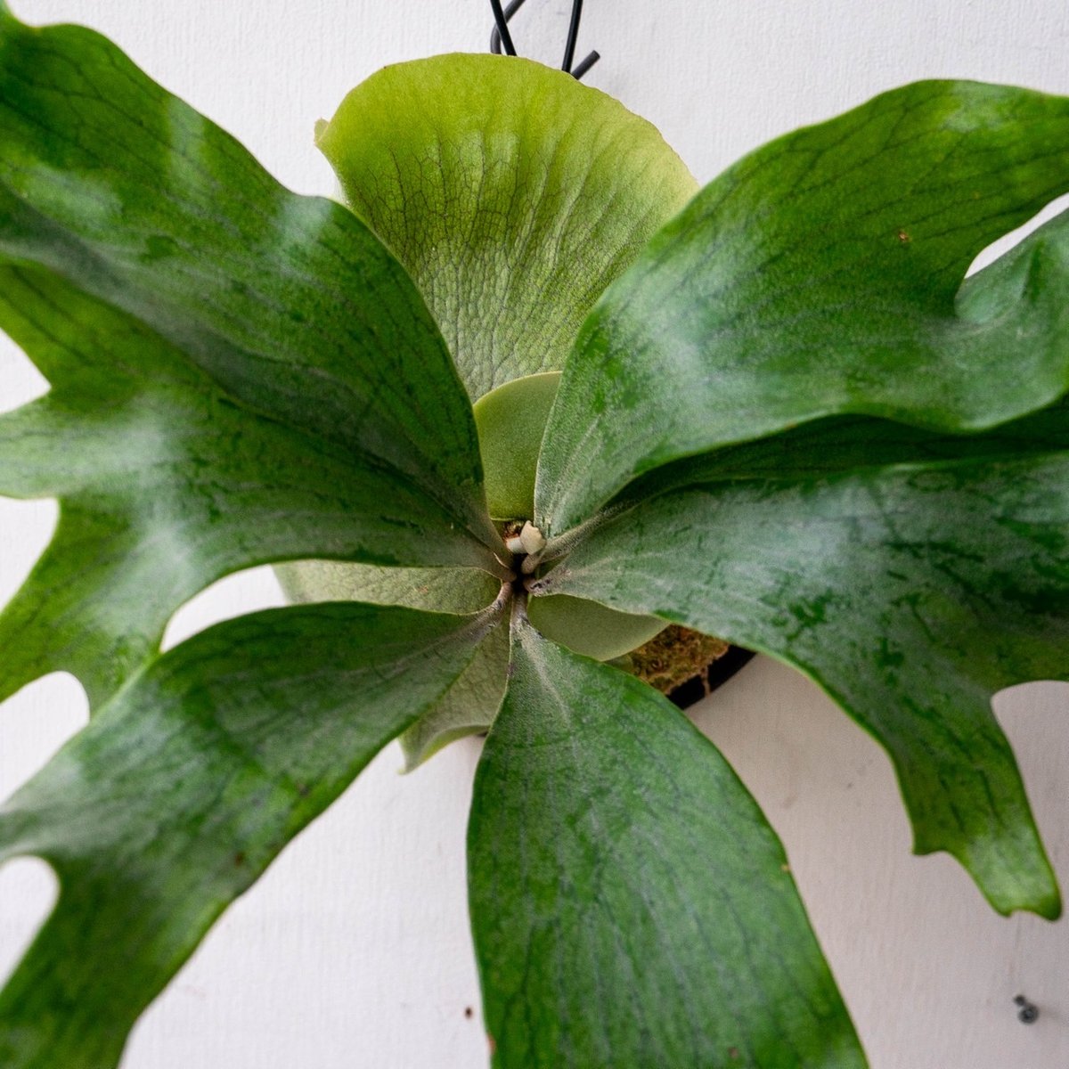 ビカクシダ　P.Hillii　NgaeSai 2025.11/19〜】板付ビカクシダ P.hillii Ngaesai（pup） | I