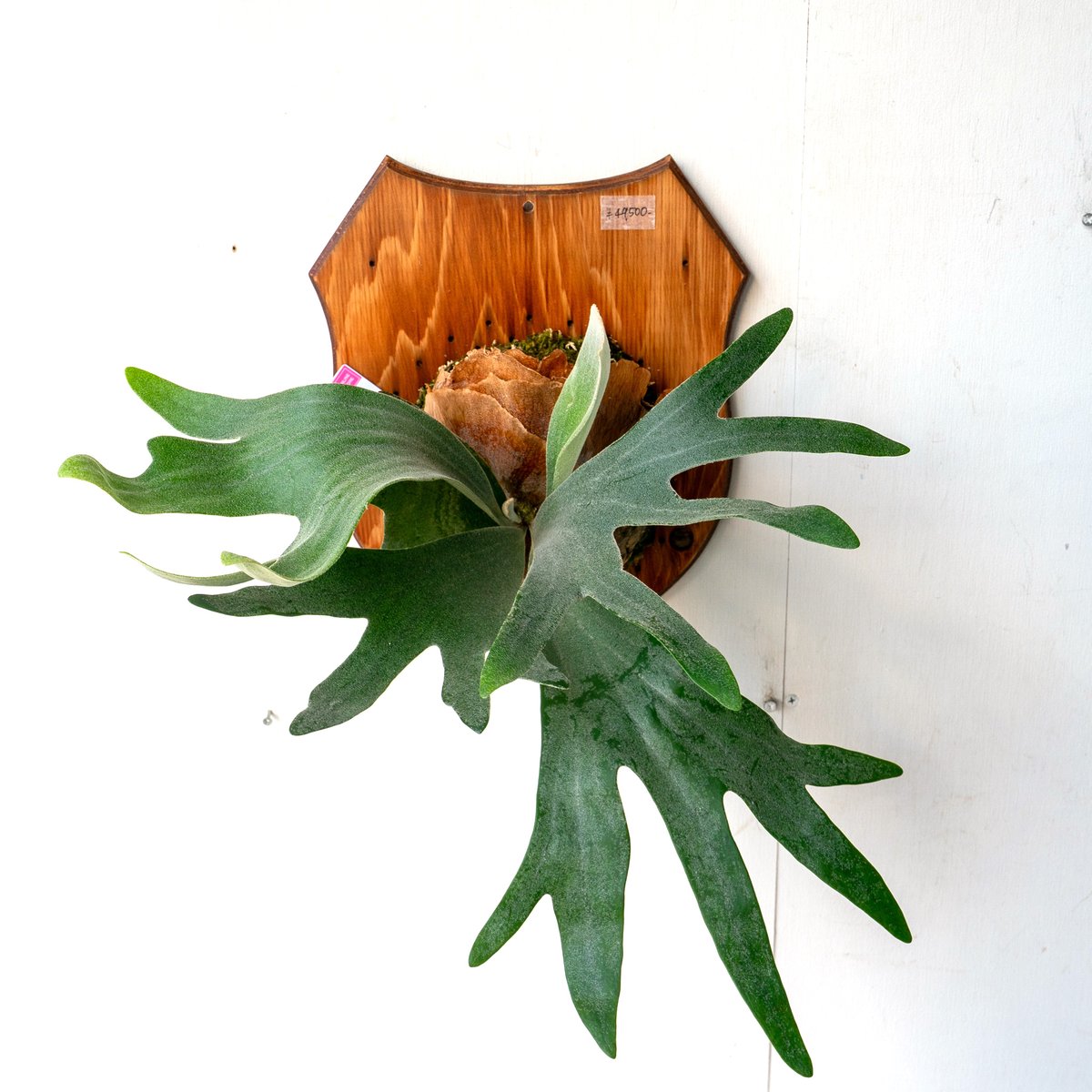 【稀少品種株】P. 'Bambi' oc/ビカクシダ 稀少品種株】P. 'Bambi' oc/ビカクシダ