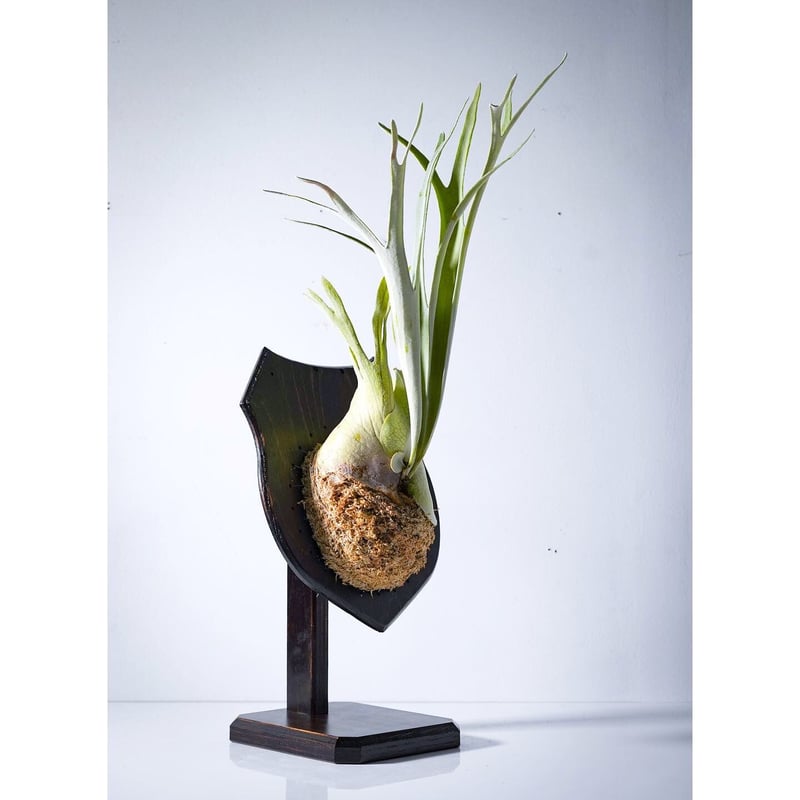 現品】Fp P-Board Stand（レギュラーサイズP-Board専用） | IMAMA