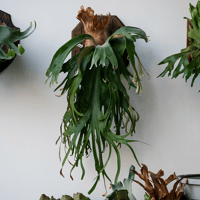 【2026.10/22〜】板付ビカクシダ　 P. 'Phosadet' [pup]