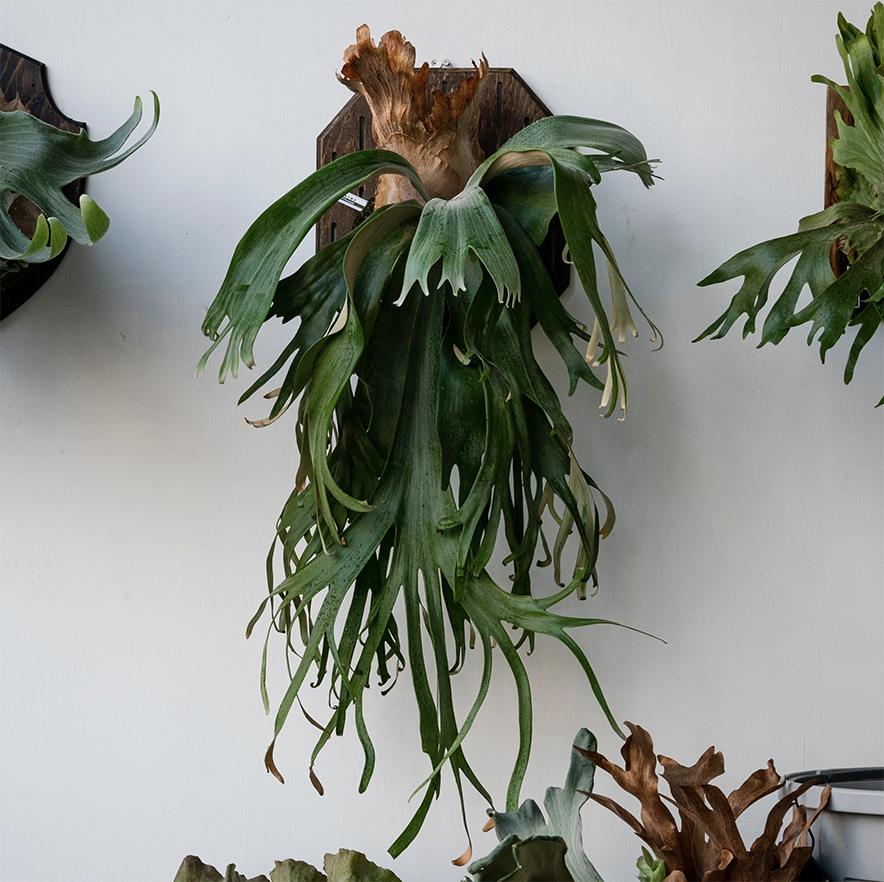 2025.11/22〜】板付ビカクシダ P. Phosadet（pup） | IMAMA