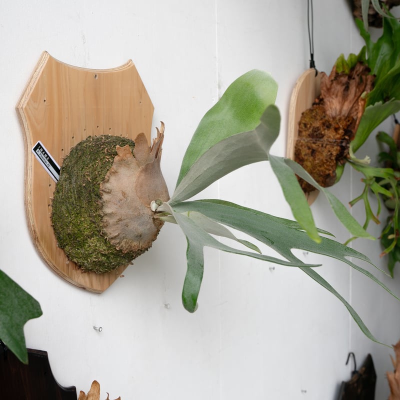 ビカクシダ Platycerium Pewchan Platycerium pewchan compact ビカクシダ ピューチャン