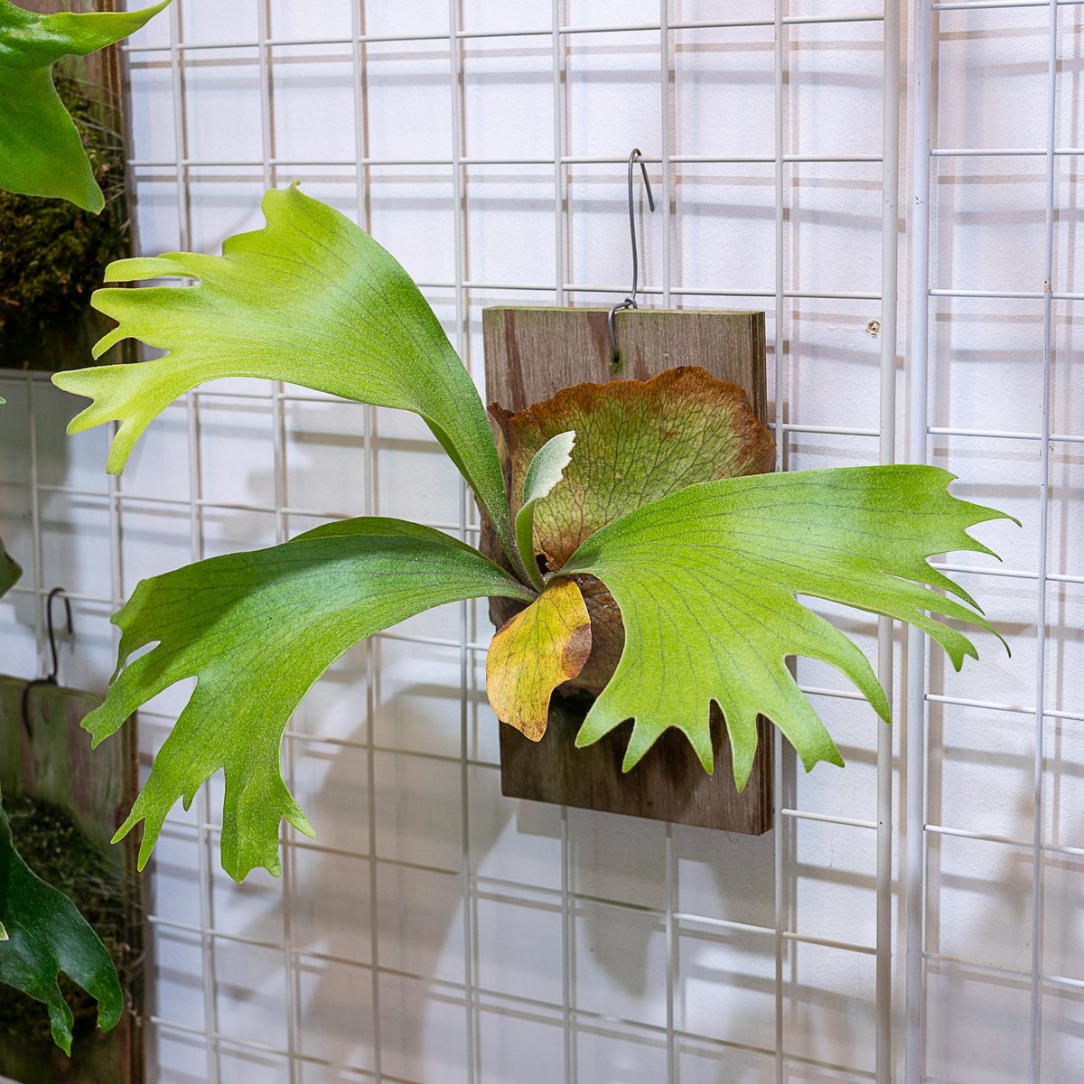 た*】様 美株　ビカクシダ P.coronarium 2e358379a525aa946a7a05754716c8