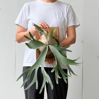 【2026.6/18〜】板付ビカクシダ　P. 'Celso Tatsuta' [TC]