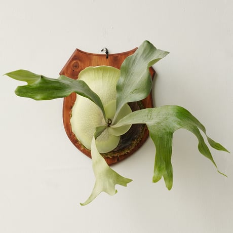 コウモリラン | STORES