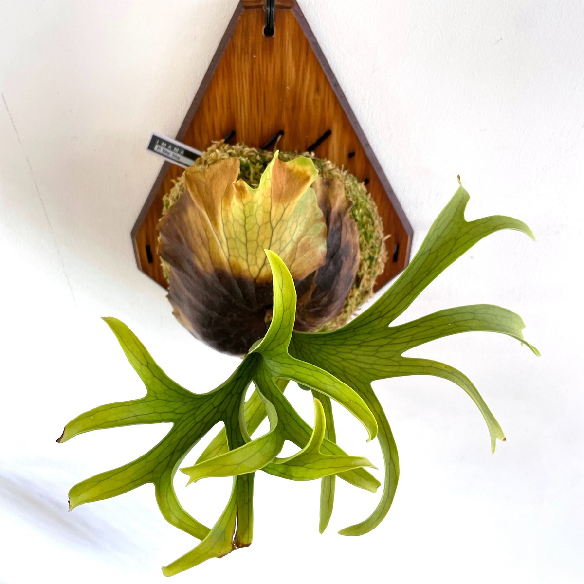 P. coronarium 'Wai Wai' コロナリウム【vandaka P. coronarium 'Wai Wai' コロナリウム【vandaka】ビカクシダ