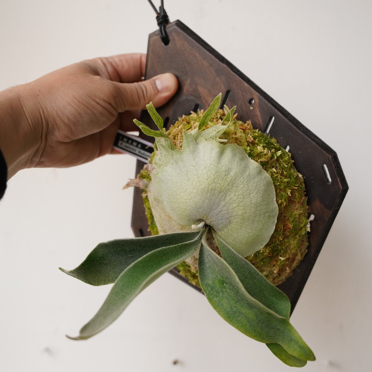 P.veitchii 'Auburn ' 子株販売　ビカクシダ 2026.3/30〜】板付ビカクシダ P. veitchii 'Auburn river'