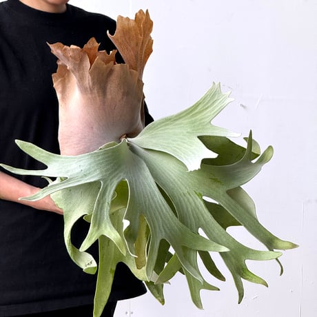 【2026.5/26〜】板付ビカクシダ　P. andinum × P. willinckii [TC]