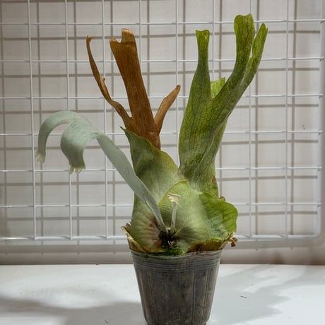 CATEGORY willinckii | IMAMA