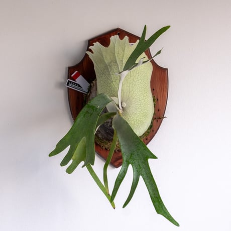 CATEGORY willinckii | IMAMA