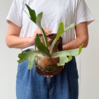 【2026.6/25〜】板付ビカクシダ　P. veitchii × P. willinckii [TC]
