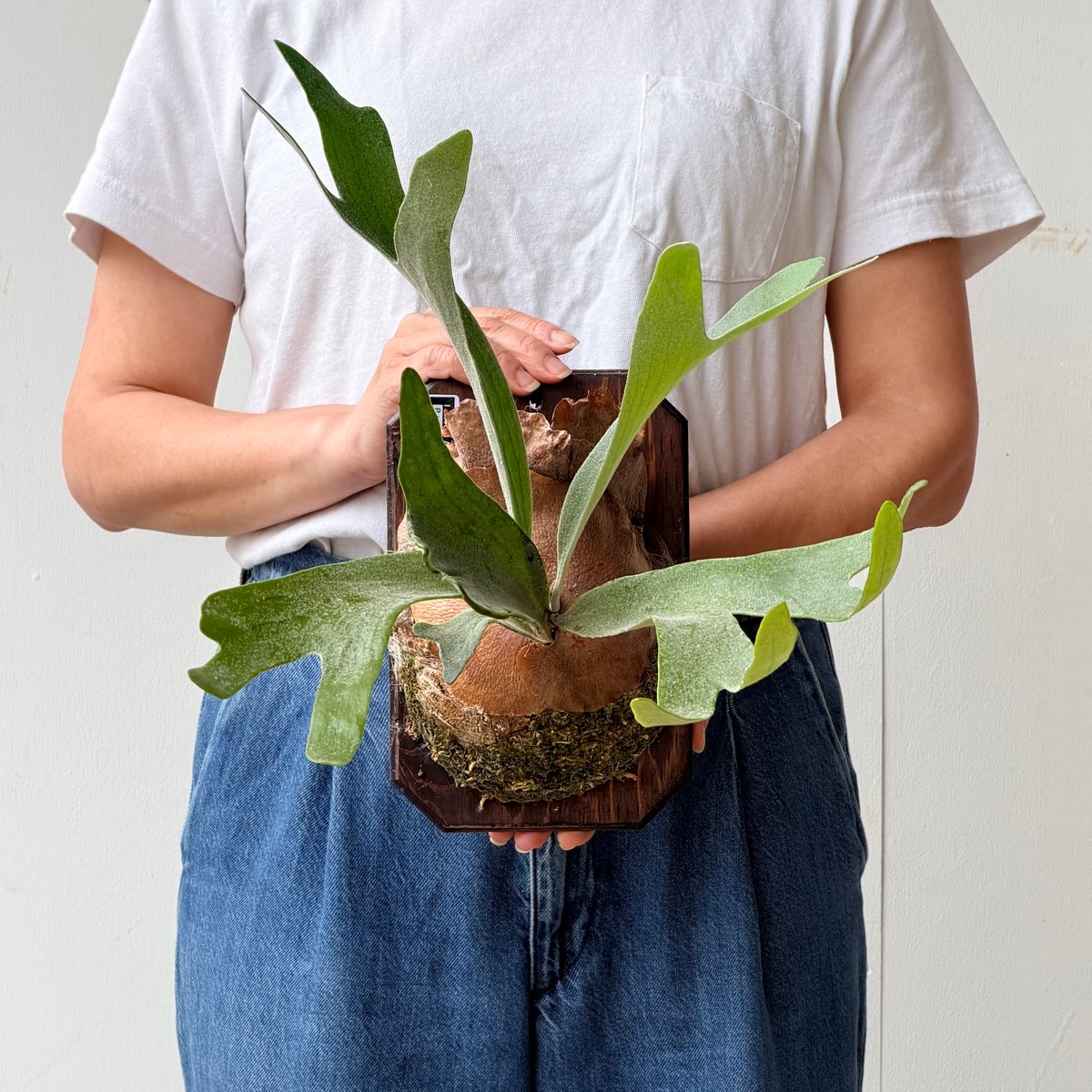 2026.6/25〜】板付ビカクシダ P. veitchii × P. willinckii