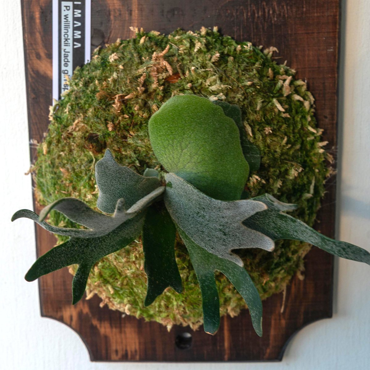 P. willinckii 'Leonids' ビカクシダ コウモリラン P. willinckii 'Leonids' ビカクシダ コウモリラン