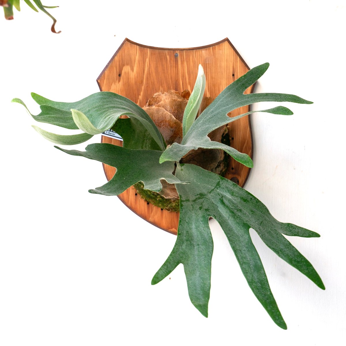 2025.8/2〜】板付ビカクシダ P. Bambi（pup） | IMAMA