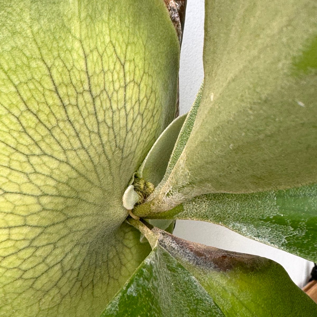 P. willinckii cv. Moana ビカクシダ 2025.3/25〜】板付ビカクシダ P. hillii cv.Miss Moana（pu