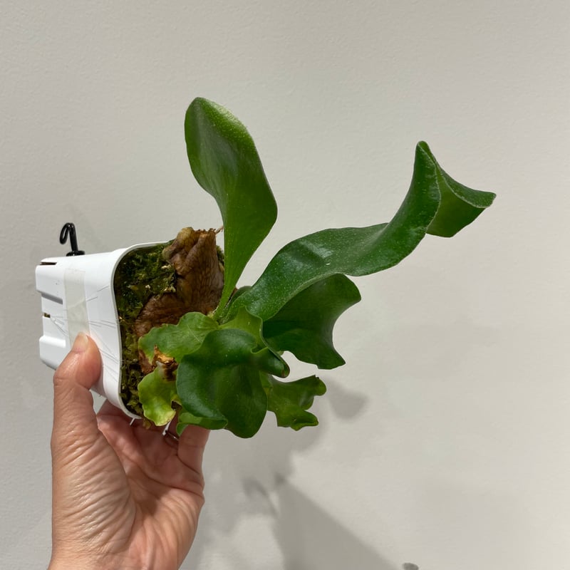 2025.5/4〜】ビカクシダポット苗 P. hillii cv. Bangpung spo