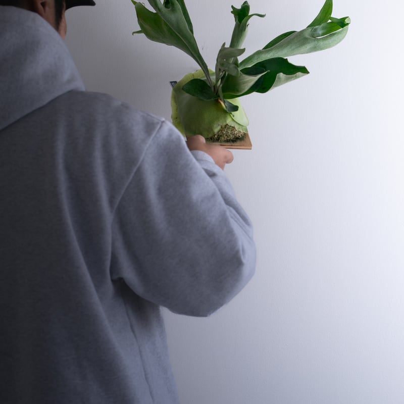 2025.12/14〜】板付ビカクシダ P. Ebid#2（TC） | IMAMA