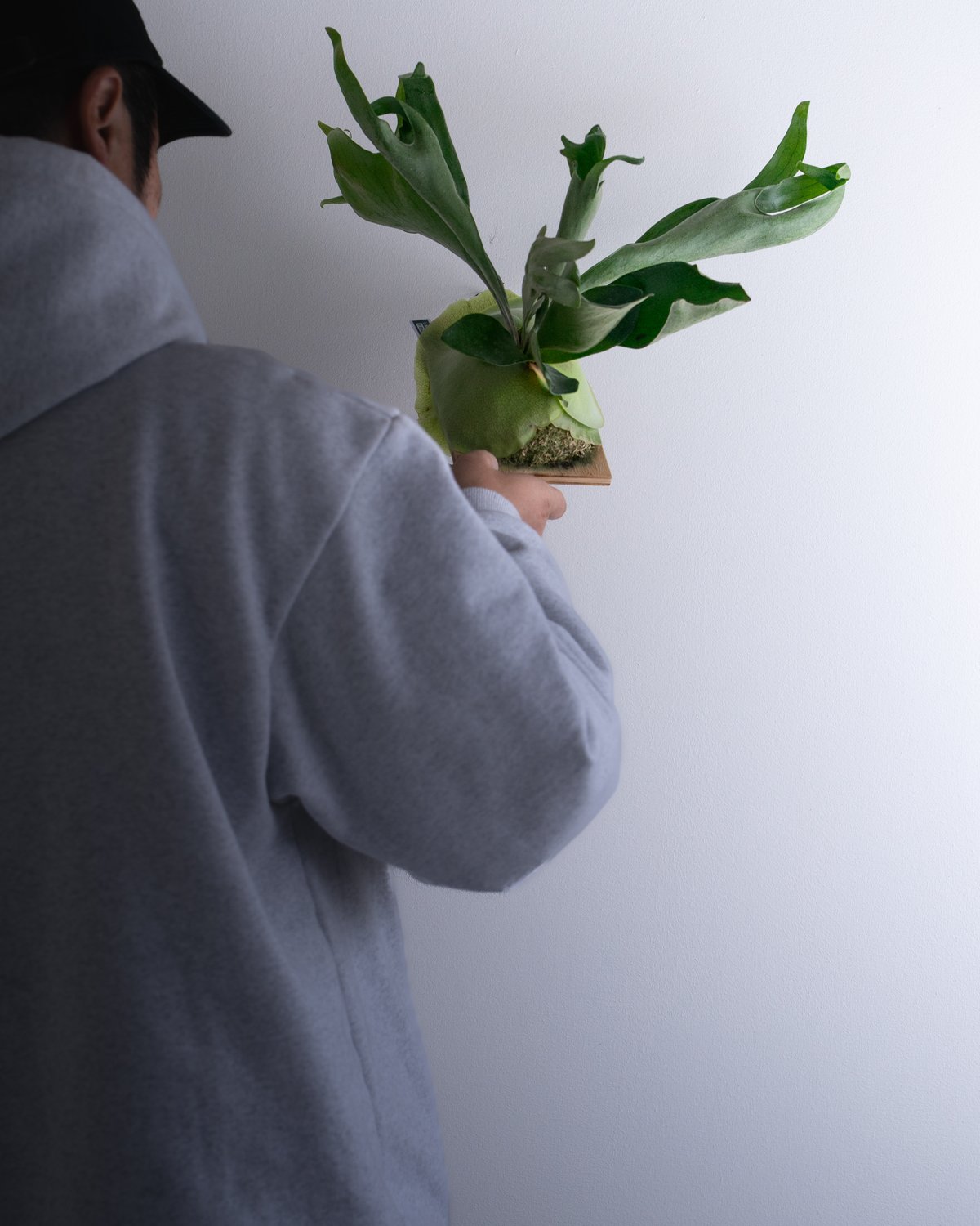 2025.12/14〜】板付ビカクシダ P. Ebid#2（TC） | IMAMA