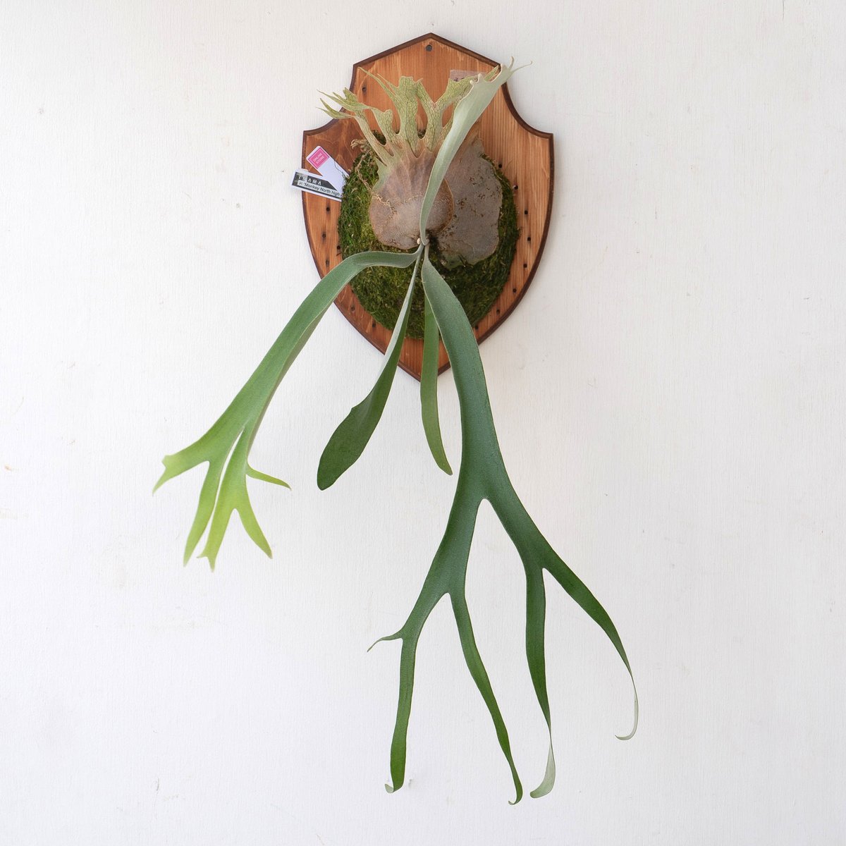 【②】P. monkey north high sheild 板付　ビカクシダ fit=scale-down,w=1200