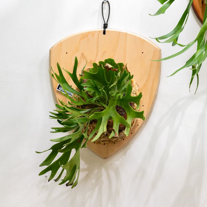 2025.5/18〜】板付ビカクシダ P. kitshakood thin leaf_1