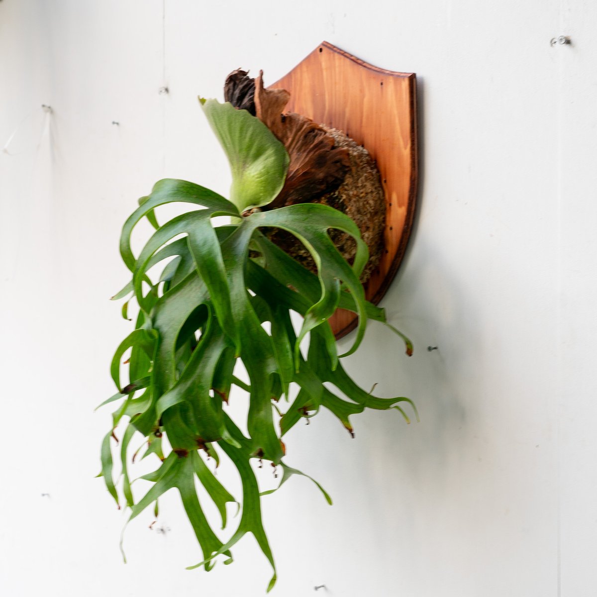 ビカクシダ コロナリウム Philippines P.coronarium Philippines