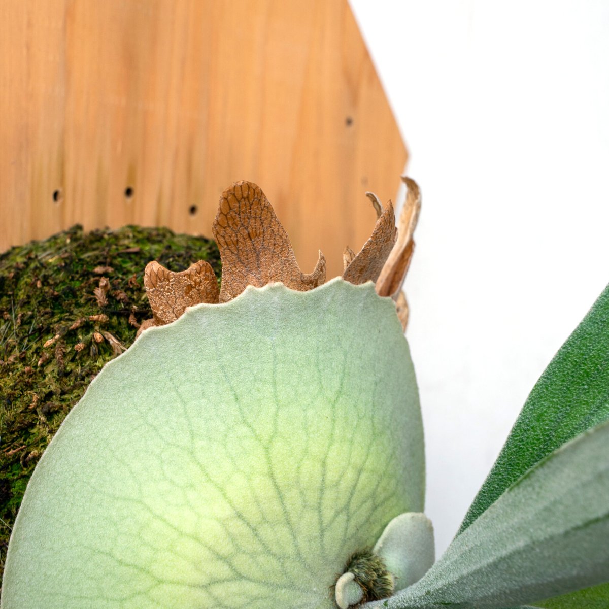 ビカクシダ問い合わせ用 2025.11/4〜】板付ビカクシダ P. 'Pewchan#2' | IMAMA