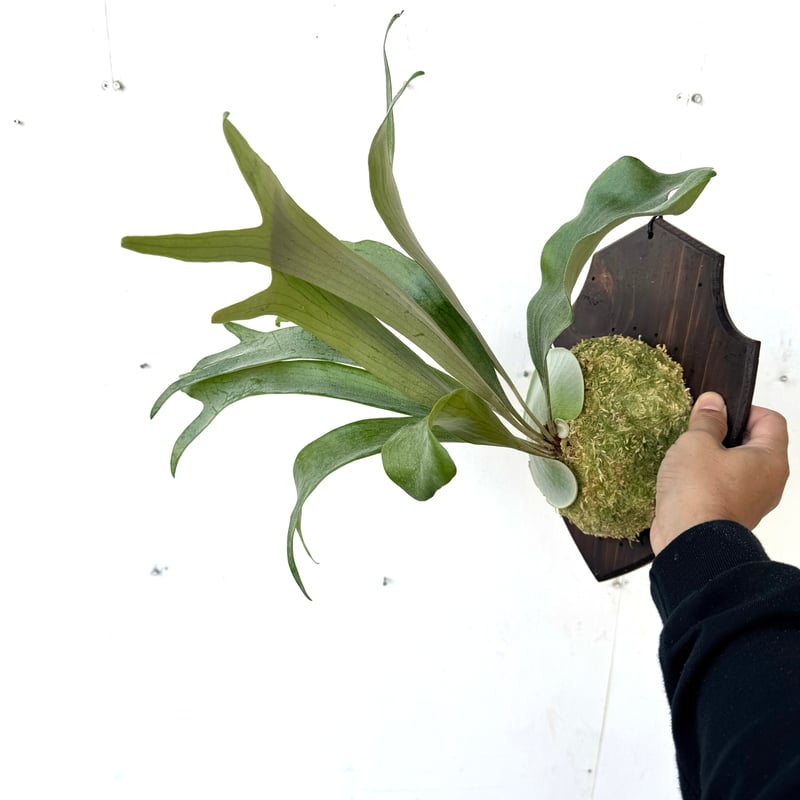 ビカクシダ　Hawaii 親株 板付ビカクシダ P. hillii 'Hula Hands Africa' （pup） |