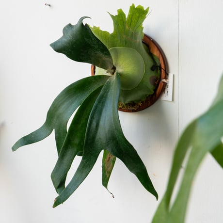 ビカクシダ P. P. willinckii TFN#1 長大囉～ #botanical #botanicallife
