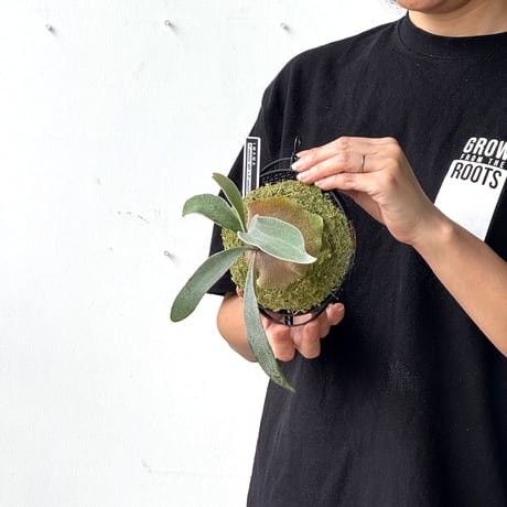 【2026.5/26〜】板付ビカクシダ　  P. veitchii 'Auburn River' × P. veitchii wild sporeling