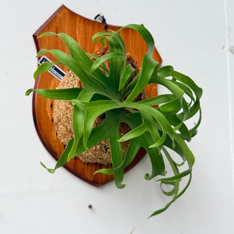 【2026.6/25〜】板付ビカクシダ　 P. coronarium 'White'