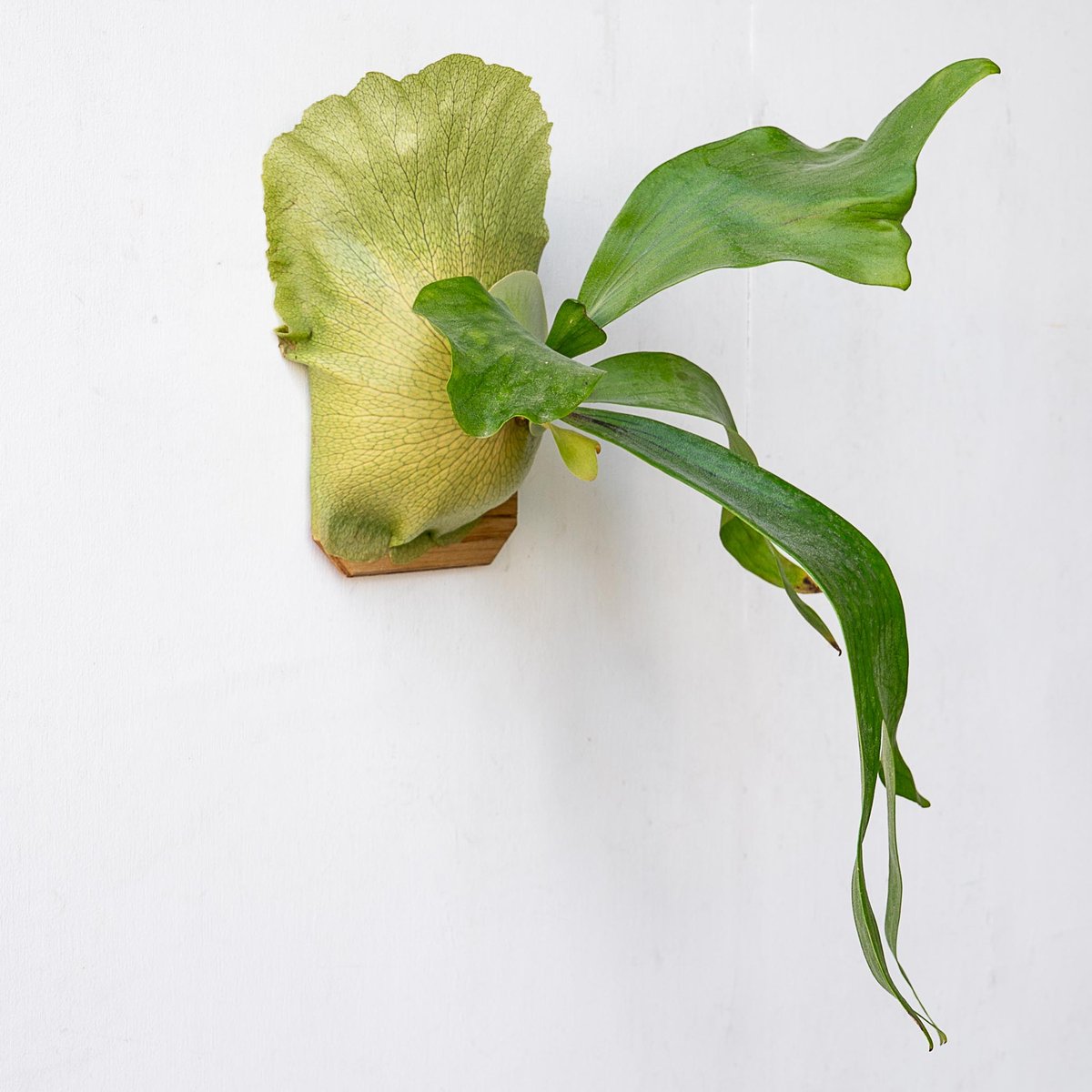 2025.11/12〜】板付ビカクシダ P. hillii 'bangpung short