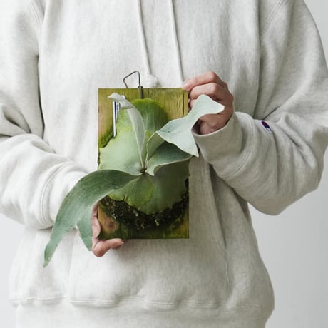 CATEGORY diversifolium | IMAMA