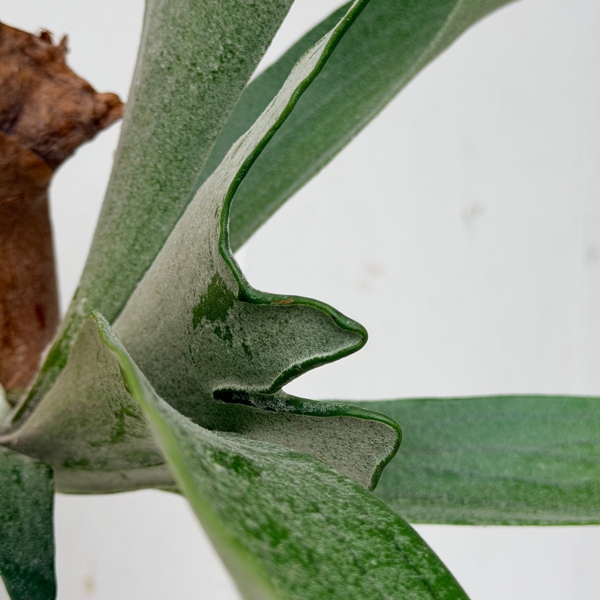 2026.6/25〜】板付ビカクシダ P. veitchii × P. willinckii